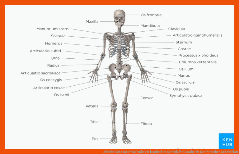 Arbeitsblatt (kostenlos): Skelett beschriften | Kenhub für das skelett des menschen arbeitsblatt