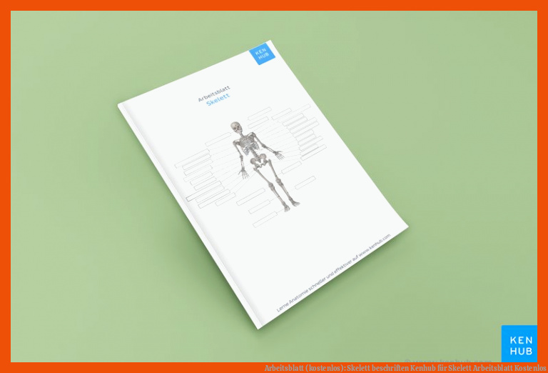 Arbeitsblatt (kostenlos): Skelett beschriften | Kenhub für skelett arbeitsblatt kostenlos