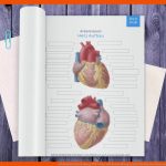 Arbeitsblatt (kostenloses Pdf): Herz Mit Beschriftung Kenhub Fuer Bau Des Herzens Arbeitsblatt Lösung