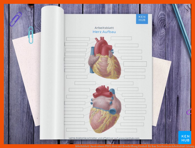 Arbeitsblatt (kostenloses PDF): Herz mit Beschriftung | Kenhub für bau des herzens arbeitsblatt lösung