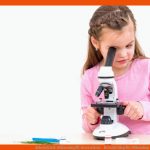 Arbeitsblatt: MikroskopfÃ¼hrerschein - Betzold Blog Fuer Mikroskop Aufbau Und Funktion Arbeitsblatt