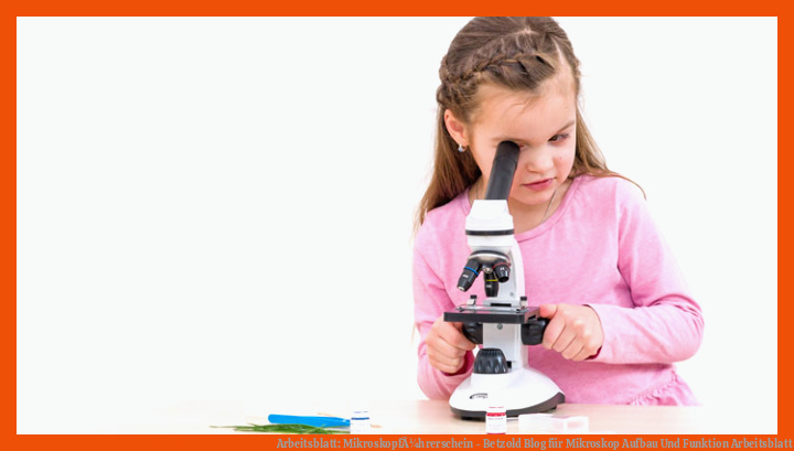 Arbeitsblatt: MikroskopfÃ¼hrerschein - Betzold Blog für mikroskop aufbau und funktion arbeitsblatt