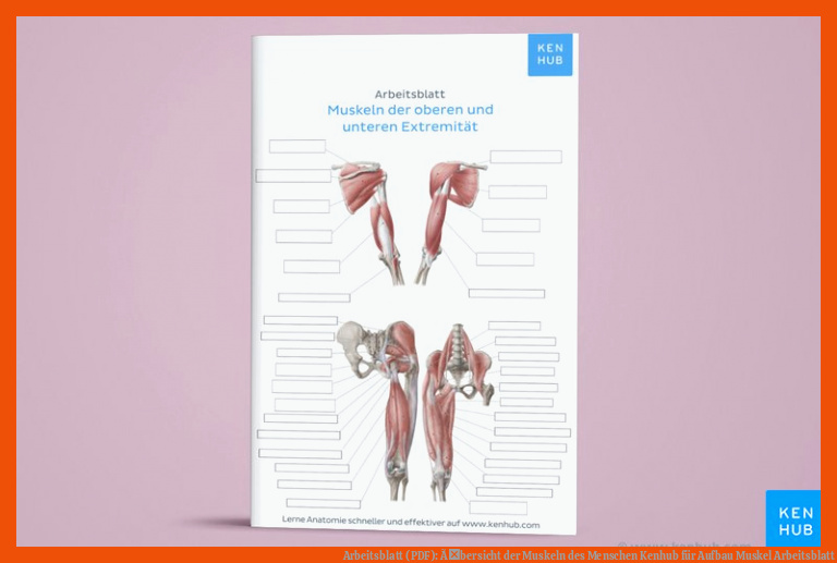 Arbeitsblatt (PDF): Ãbersicht der Muskeln des Menschen | Kenhub für aufbau muskel arbeitsblatt