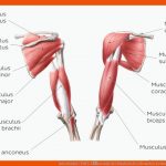Arbeitsblatt (pdf): Ãbersicht Der Muskeln Des Menschen Kenhub Fuer Aufbau Muskel Arbeitsblatt