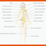 Arbeitsblatt (pdf): Ãbersicht Des Nervensystems Kenhub Fuer Das Nervensystem Des Menschen Arbeitsblatt