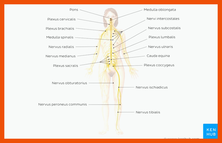 Arbeitsblatt (PDF): Ãbersicht des Nervensystems | Kenhub für das nervensystem des menschen arbeitsblatt