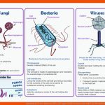 Arbeitsblatt Ã¼ber Bakterien FÃ¼r JÃ¼ngere SchÃ¼lerinnen Und SchÃ¼ler Fuer Bakterienformen Arbeitsblatt