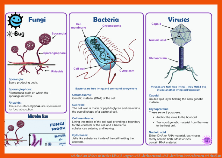 Arbeitsblatt Ã¼ber Bakterien fÃ¼r jÃ¼ngere SchÃ¼lerinnen und SchÃ¼ler für bakterienformen arbeitsblatt
