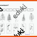 Arbeitsblatt - Verbinde: Name, Nadelbaum Und Zapfen â Unterrichtsmaterial In Den FÃ¤chern Biologie & Sachunterricht Fuer Nadelbäume Bestimmen Arbeitsblatt