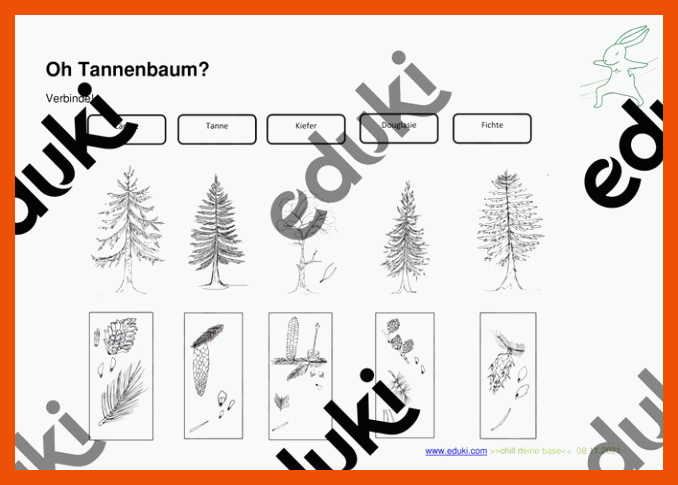 Arbeitsblatt - Verbinde: Name, Nadelbaum und Zapfen â Unterrichtsmaterial in den FÃ¤chern Biologie & Sachunterricht für nadelbäume bestimmen arbeitsblatt