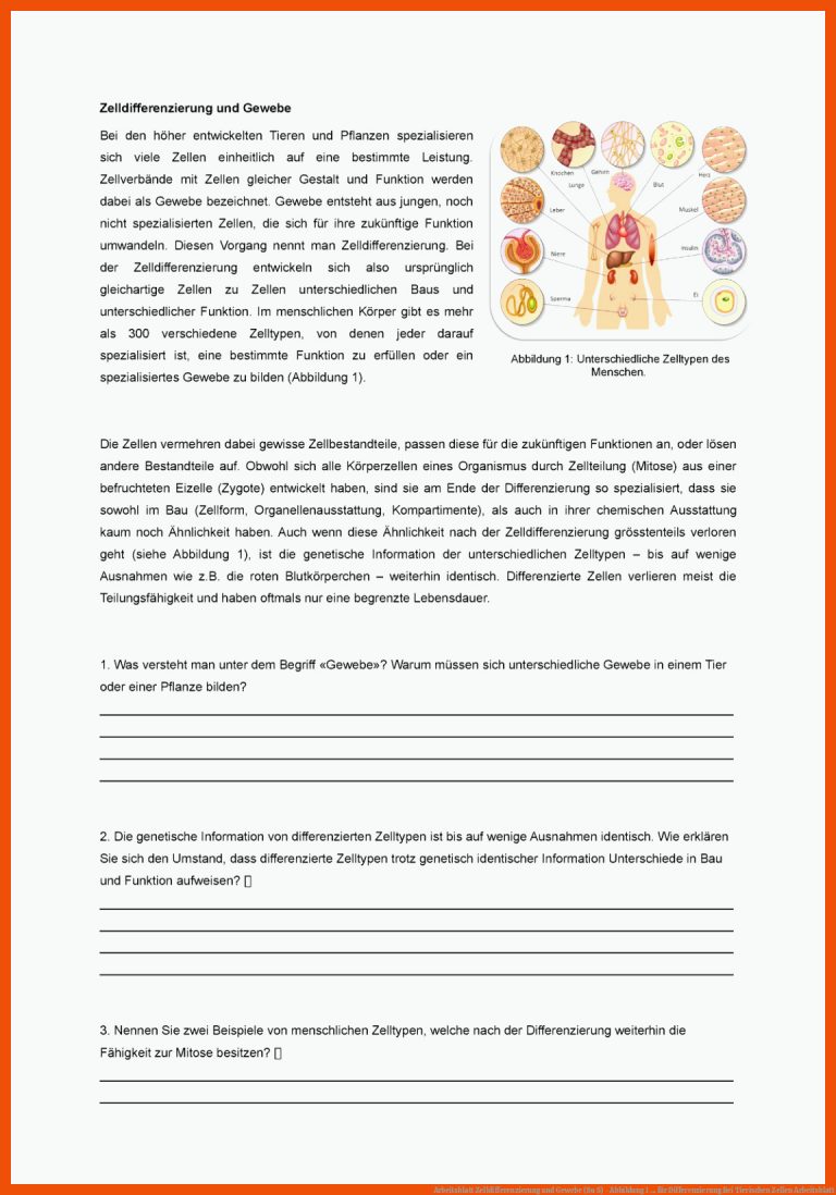 Arbeitsblatt Zelldifferenzierung und Gewebe (Su S) - Abbildung 1 ... für differenzierung bei tierischen zellen arbeitsblatt