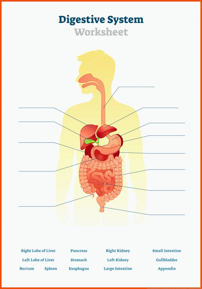 Arbeitsblattillustration des verdauungssystems | Premium-Vektor für arbeitsblätter verdauungssystem anatomie