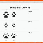 Arbeitsbogen Trittsiegelkunde FÃ¼r Hidden Tracks â Iris Luckhaus ... Fuer Tierspuren Arbeitsblatt