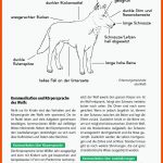 Arbeitsmaterial Grundschule. Sachunterricht: Der Wolf. Fuer Vom Wolf Zum Hund Arbeitsblatt