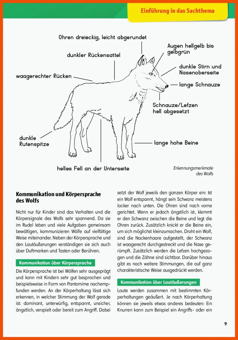 Arbeitsmaterial Grundschule. Sachunterricht: Der Wolf. Fuer Vom Wolf Zum Hund Arbeitsblatt