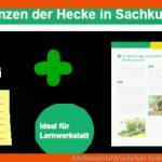 Arbeitsmaterial Grundschule. Sachunterricht: Tiere Und Pflanzen In ... Fuer Lebensraum Hecke Arbeitsblatt