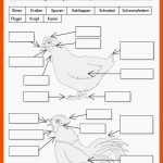 Arbeitsmaterial Grundschule. Sachunterricht. Wie Lebt Das Huhn ... Fuer Arbeitsblätter Biologie Vögel Kostenlos