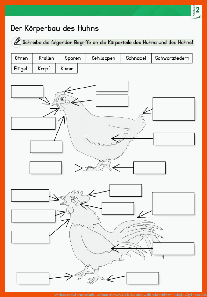 Arbeitsmaterial Grundschule. Sachunterricht. Wie lebt das Huhn ... für arbeitsblätter biologie vögel kostenlos