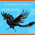Archaeopteryx â¢ Urvogel, Entdeckung Fossil Â· [mit Video] Fuer Merkmale Vögel Arbeitsblatt