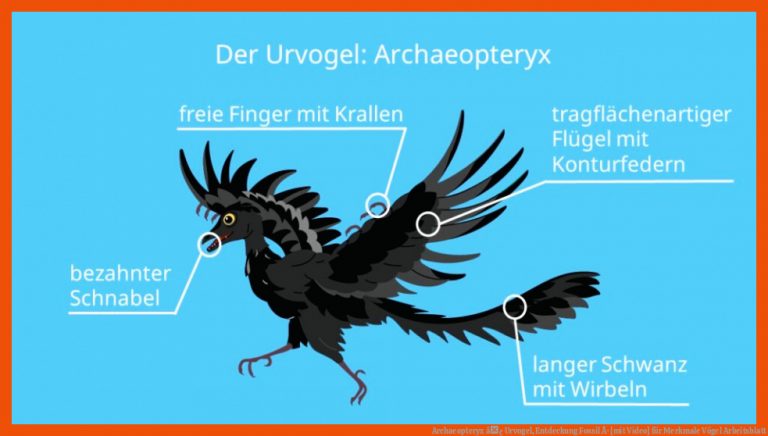 Archaeopteryx â¢ Urvogel, Entdeckung Fossil Â· [mit Video] für merkmale vögel arbeitsblatt