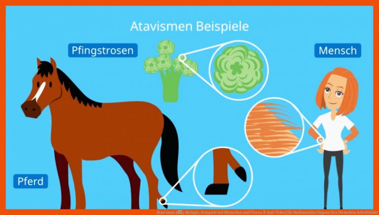 Atavismus â¢ Biologie, Beispiele bei Menschen und Tieren Â· [mit Video] für rudimentäre organe des menschen arbeitsblatt