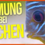 Atmung Bei Fischen so atmen Fische Durch Die Kiemen Oder Mund Garnelentv Fuer Arbeitsblatt Aufbau Fisch Klasse 5