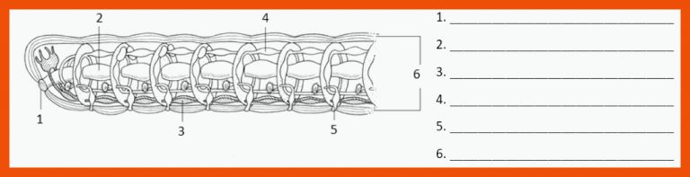 Atmung, innerer KÃ¶rperbau und Fortpflanzung für regenwurm körperbau arbeitsblatt