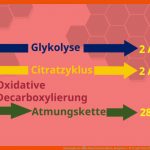 Atmungskette â¢ Ablauf Und Funktion, Komplexe I-iv Â· [mit Video] Fuer Stoffwechselwege Im überblick Arbeitsblatt