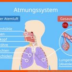 Atmungsorgane â¢ Einfach ErklÃ¤rt: Aufbau Und Funktion Â· [mit Video] Fuer Gasaustausch Lungenbläschen Arbeitsblatt