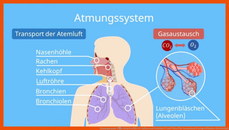 Atmungsorgane â¢ einfach erklÃ¤rt: Aufbau und Funktion Â· [mit Video] für gasaustausch lungenbläschen arbeitsblatt