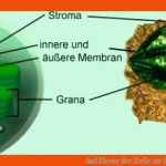 Auf Ebene Der Zelle Im Pflanzenreich Fuer Chloroplast Bau Und Funktion Arbeitsblatt