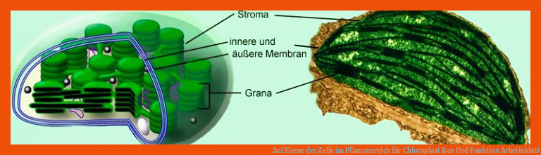 Auf Ebene der Zelle im Pflanzenreich für chloroplast bau und funktion arbeitsblatt