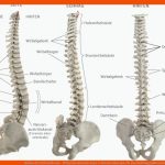 Aufbau Der WirbelsÃ¤ule - WirbelsÃ¤ulenchirurgie & Schmerztherapie Fuer Beschriftung Aufbau Der Wirbelsäule Arbeitsblatt