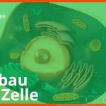 Aufbau Der Zelle: Bio Leicht Gemacht! â Biologie Duden Learnattack Fuer Von Der Zelle Zum organismus Arbeitsblatt Lösungen