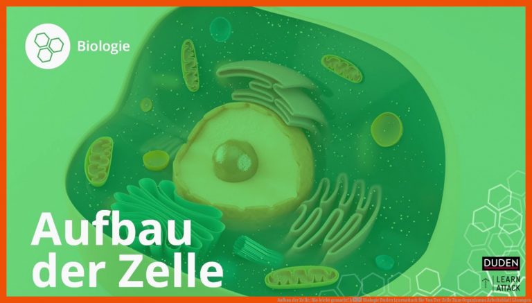 Aufbau der Zelle: Bio leicht gemacht! â Biologie | Duden Learnattack für von der zelle zum organismus arbeitsblatt lösungen
