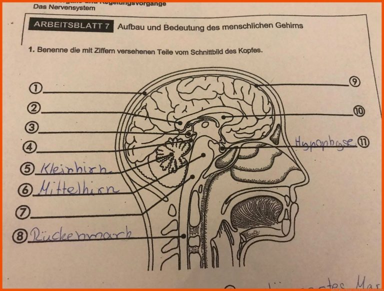 Aufbau des gehirns? (Biologie, Gehirn) für arbeitsblatt gehirn beschriften