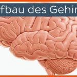 Aufbau Des Gehirns Fuer Arbeitsblatt Gehirn Beschriften