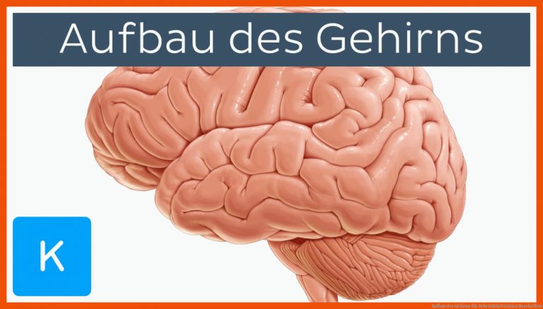 Aufbau Des Gehirns Fuer Arbeitsblatt Gehirn Beschriften