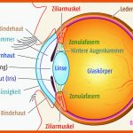 Aufbau Des Menschlichen Auges & Funktionen Lasikon Fuer Aufbau Auge Arbeitsblatt