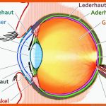 Aufbau Des Menschlichen Auges & Funktionen Lasikon Fuer Das Auge Arbeitsblatt