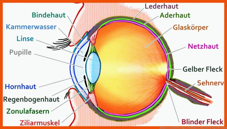Aufbau des menschlichen Auges & Funktionen | Lasikon für das auge arbeitsblatt