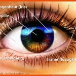 Aufbau Des Menschlichen Auges & Funktionen Lasikon Fuer Schutzeinrichtungen Des Auges Arbeitsblatt