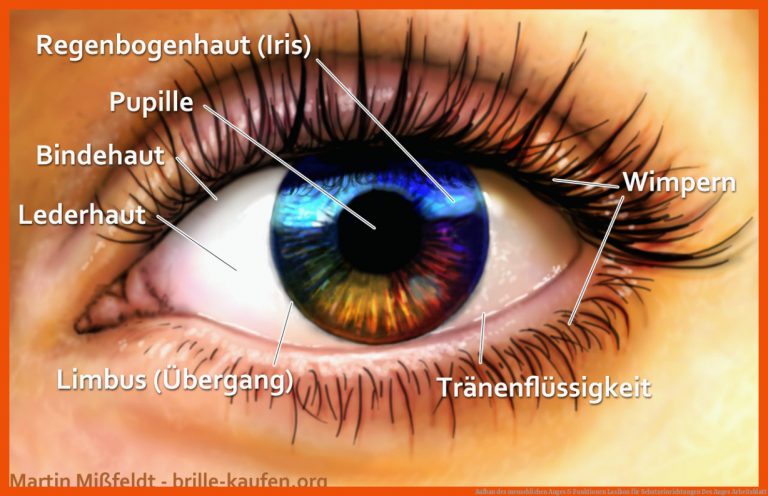 Aufbau des menschlichen Auges & Funktionen | Lasikon für schutzeinrichtungen des auges arbeitsblatt