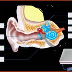 Aufbau Des Ohres Fuer Aufbau Des Ohres Arbeitsblatt