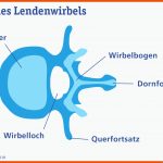 Aufbau Des RÃ¼ckens Stiftung Gesundheitswissen Fuer Beschriftung Aufbau Der Wirbelsäule Arbeitsblatt