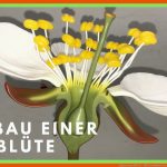 Aufbau Einer BlÃ¼te - BlÃ¼tenaufbau KirschblÃ¼te Fuer Von Der Blüte Zur Frucht Kirsche Arbeitsblatt