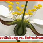 Aufbau Einer BlÃ¼te - BlÃ¼tenaufbau KirschblÃ¼te - Youtube Fuer Von Der Blüte Zur Frucht Kirsche Arbeitsblatt