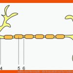 Aufbau Einer Nervenzelle - Alle Bestandteile Und Ihre Funktionen ... Fuer Arbeitsblatt Gehirn Beschriften