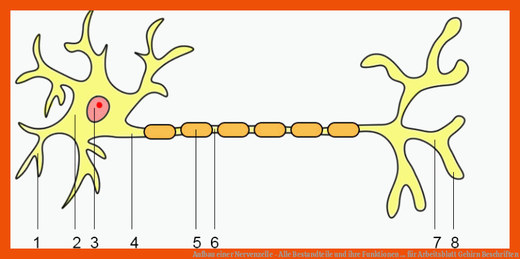 Aufbau einer Nervenzelle - Alle Bestandteile und ihre Funktionen ... für arbeitsblatt gehirn beschriften