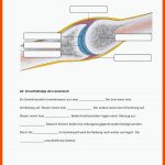 Aufbau Eines Gelenks Worksheet Fuer Aufbau Eines Gelenks Arbeitsblatt